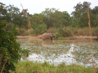 01 Vieil Elephant Solitaire Aux Defenses Cassees